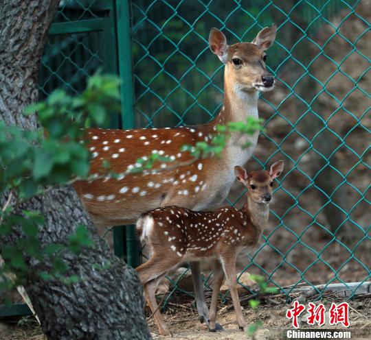 2011年，臺灣贈送大陸一對梅花鹿和一對長鬃山羊入住海峽兩岸交流基地威海劉公島。入住大陸以來，臺灣梅花鹿一家人丁興旺。(資料圖) 蔡潤連 攝