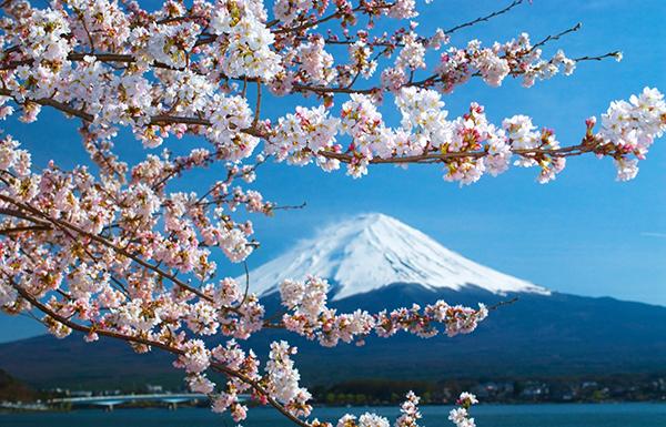 她為櫻花辯護(hù)：評《神風(fēng)特攻隊(duì)、櫻花與民族主義》