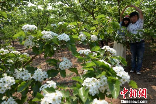 中國山楂之鄉(xiāng)又見“山楂樹之戀”（圖）