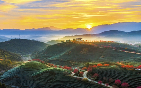 漳平臺(tái)創(chuàng)園“大陸阿里山”景區(qū)獲批國家3A級(jí)旅遊景區(qū)