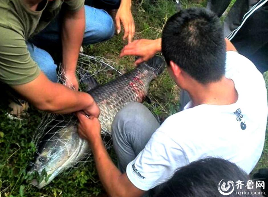 山東一小夥釣40斤重青魚 承包老闆獎(jiǎng)千元放生