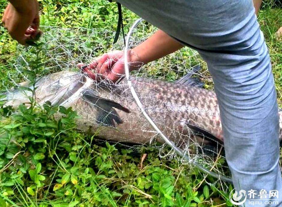 山東一小夥釣40斤重青魚 承包老闆獎(jiǎng)千元放生