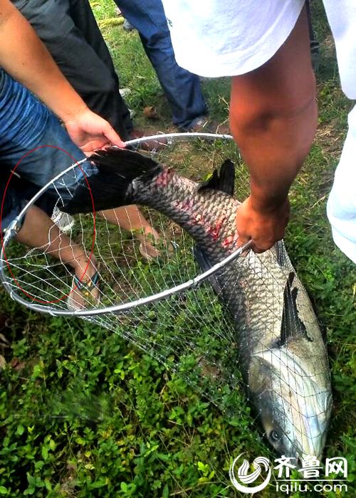 山東一小夥釣40斤重青魚 承包老闆獎(jiǎng)千元放生