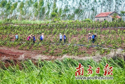 超強(qiáng)颱風(fēng)降臨 蕉農(nóng)提早20天“搶割” 減少損失