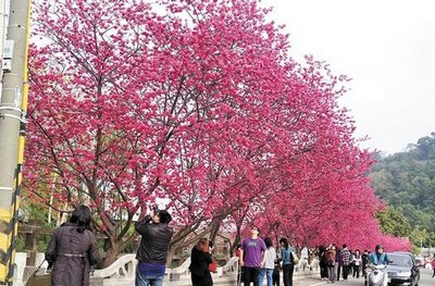 大批遊客慕名賞花櫻花經(jīng)濟將成臺中觀光業(yè)生力軍