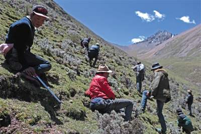 巴嘎村村民在海拔5000米的草甸上沿四十度的山坡挖蟲(chóng)草。