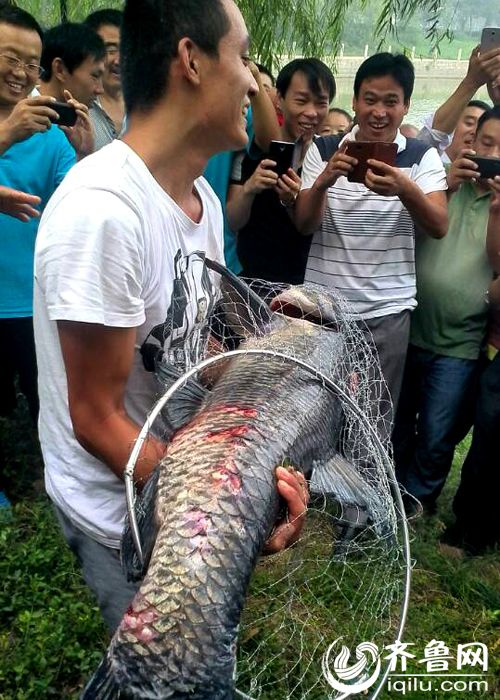 山東一小夥釣40斤重青魚(yú) 承包老闆獎(jiǎng)千元放生