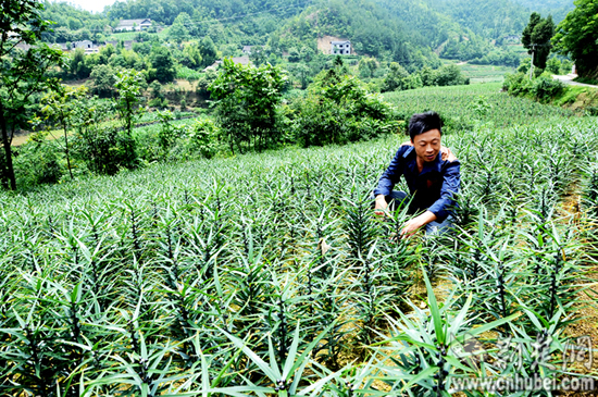 長陽土家青年農(nóng)民覃鵬程發(fā)“藥財(cái)”