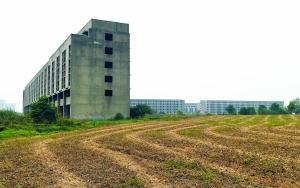 爛尾樓旁建起“農(nóng)場”