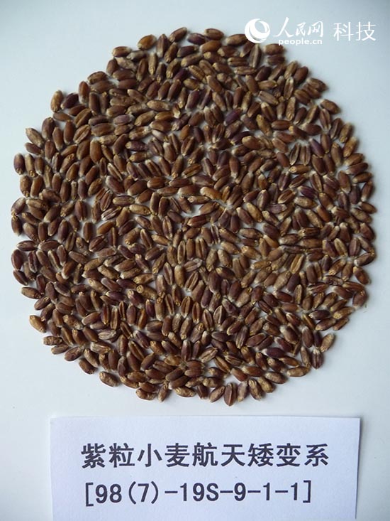 彩粒小麥彩色馬鈴薯問世 花青素含量接近藍(lán)莓