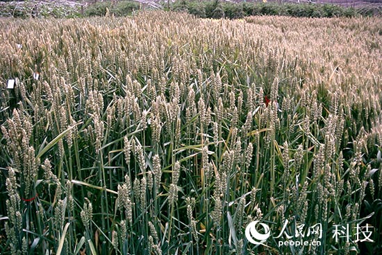 彩粒小麥彩色馬鈴薯問世 花青素含量接近藍(lán)莓