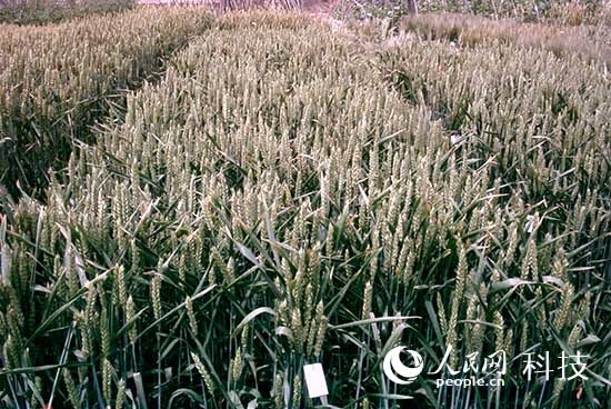 彩粒小麥彩色馬鈴薯問世 花青素含量接近藍(lán)莓