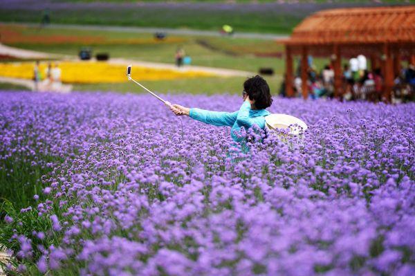 臺媒：大陸游客鍾情薰衣草 “拯救”西班牙蕭條小鎮(zhèn)