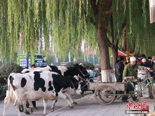 資料圖：一農(nóng)民現(xiàn)場拉兩頭奶牛現(xiàn)擠現(xiàn)賣牛奶，引市民圍觀排隊購買。 成學磊 攝