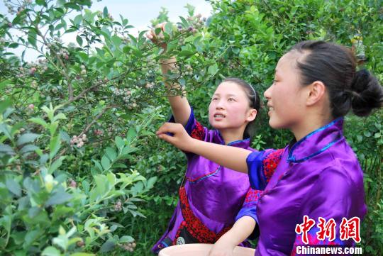 貴州麻江藍(lán)莓“量産”富翁引臺商青睞