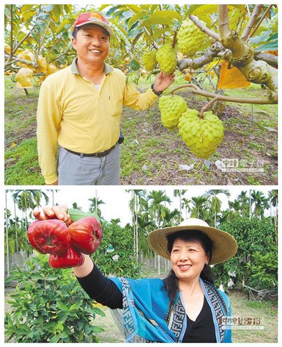 先預(yù)購(gòu)後接單臺(tái)灣水果大陸銷售新模式（圖）