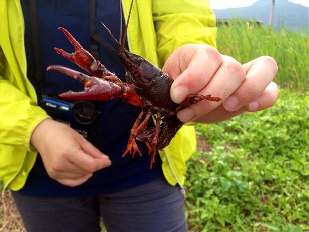 臺(tái)灣北部濕地遭小龍蝦入侵破壞農(nóng)田影響生態(tài)