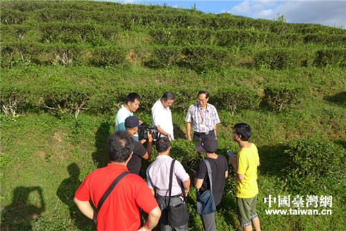 臺(tái)商葉朝宗帶領(lǐng)兩岸媒體記者參觀茶園