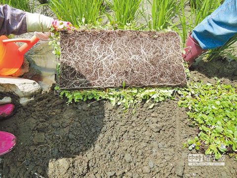 野花鋪成毯臺(tái)灣花蓮荒地變綠園（圖）