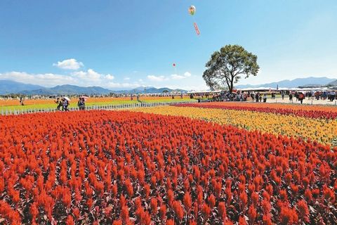 臺中舉辦國際花毯節(jié)花仙邀你走進(jìn)奇幻世界（圖）