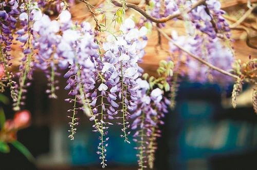 嘉義梅山瑞裏紫藤花盛開如紫色風(fēng)鈴空中搖曳（圖）