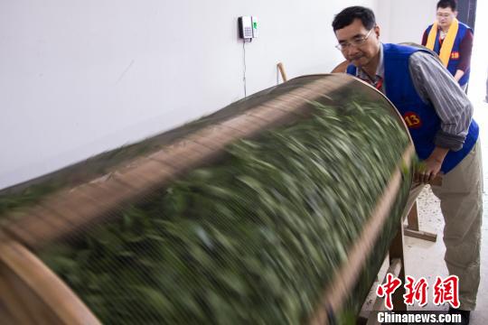 圖為參賽者將茶青放到搖青機(jī)中搖動(dòng)。　李南軒 攝