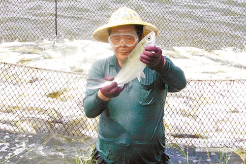 臺(tái)灣虱目魚(yú)的“池魚(yú)之殃” 蔡當(dāng)局從中作梗島內(nèi)“漁”不聊生