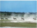 東非野生動物大遷徙 現(xiàn)場直擊：最後一米騰躍