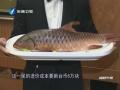 一條魚六萬新臺幣 馬來西亞“河魚之皇”搶攻臺灣