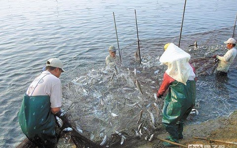 賴(lài)清德沒(méi)有賣(mài)出半尾虱目魚(yú) 臺(tái)南漁民吁民進(jìn)黨別再騙