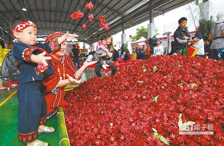 臺(tái)東研發(fā)洛神花新品種取名“紅斑馬”