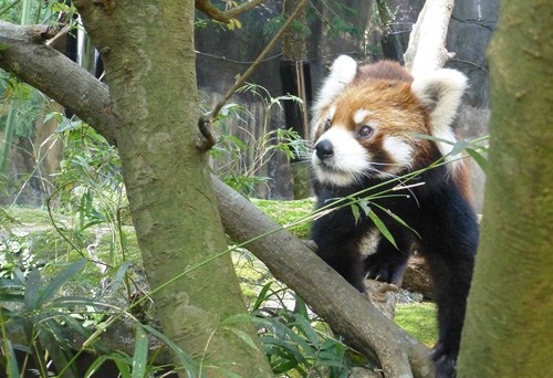 小熊貓入駐臺(tái)北動(dòng)物園和大熊貓圓仔拼人氣