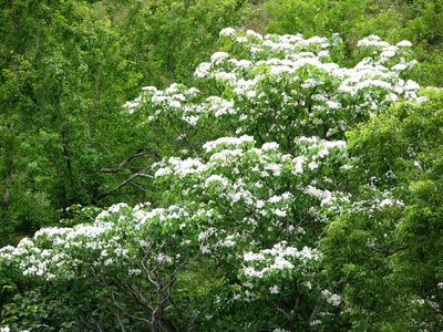 臺(tái)灣花蓮油桐花開美如“五月雪”（圖）