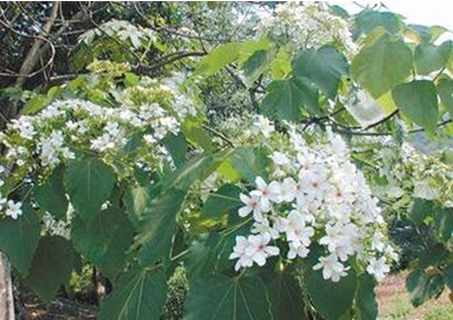 山頭覆“白雪”臺(tái)中桐花祭浪漫登場(chǎng)（圖）