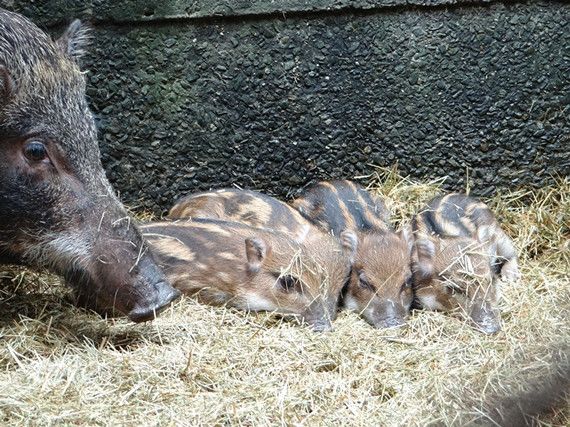 臺北動物園野豬生龍鳳四胞胎端午見客（圖）