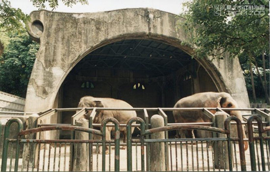 百年臺(tái)北動(dòng)物園上演多起逃亡記 靈長(zhǎng)類(lèi)挖地道溜走(圖)