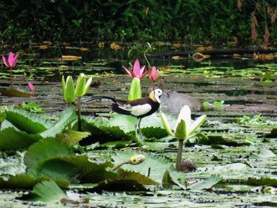 高雄鳥況熱鬧稀有鳥類鳥松濕地現(xiàn)蹤（圖）