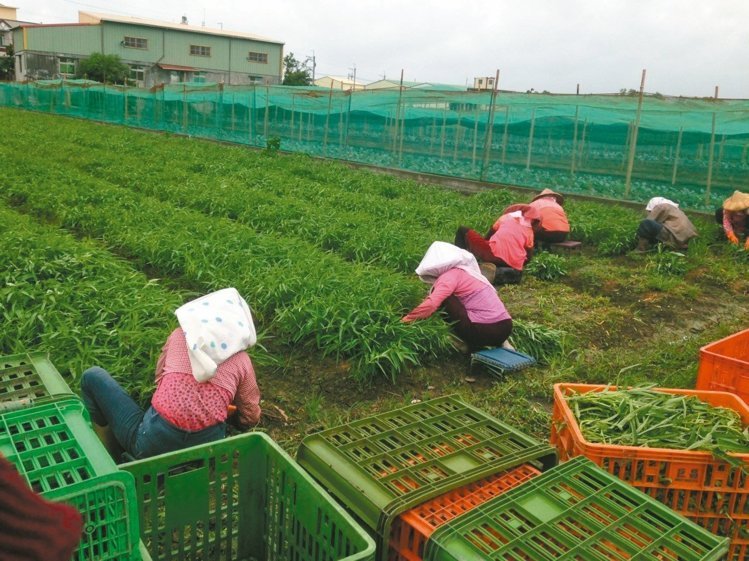 臺(tái)灣颱風(fēng)過境菜價(jià)飆漲 空心菜1公斤50元