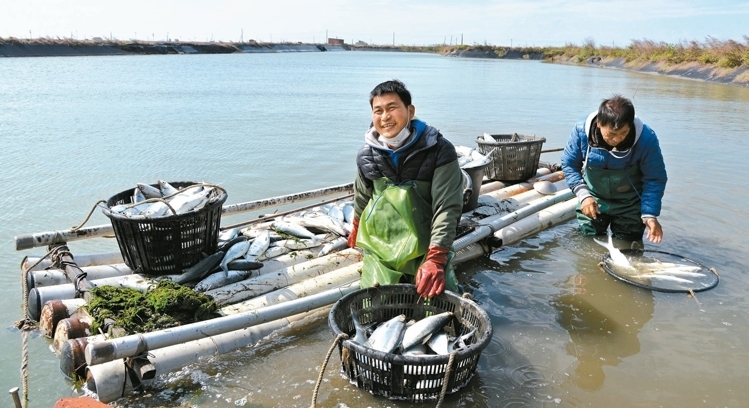 寒流侵襲 臺(tái)灣1350萬尾虱目魚慘遭凍死(圖)