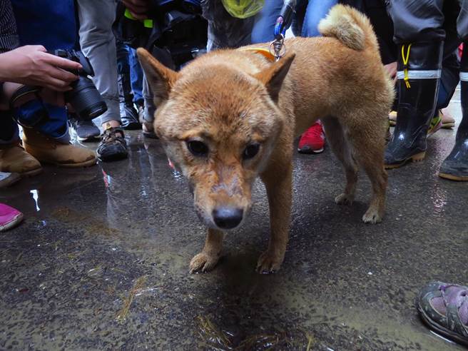 災(zāi)後第7天 小柴犬幸運(yùn)存活！