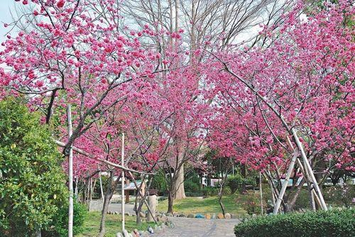 臺(tái)媒：“春神”走入臺(tái)中市區(qū)賞櫻不必爬山