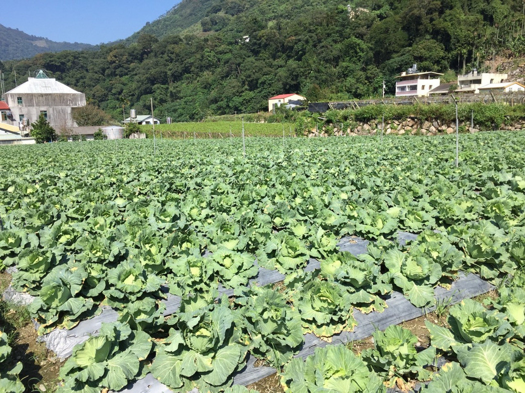 南投信義鄉(xiāng)初秋種高山卷心菜正復(fù)耕中。（圖片來源：臺(tái)灣《聯(lián)合報(bào)》）