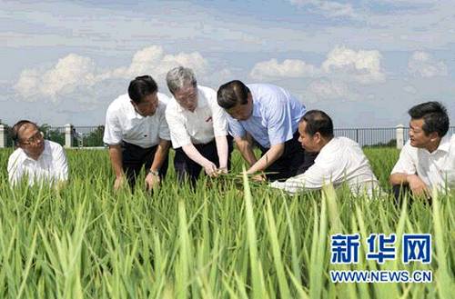 2013年7月22日下午，習(xí)近平來到鄂州市鄂城區(qū)杜山鎮(zhèn)東港村水稻育種基地考察。 新華社記者 黃敬文 攝