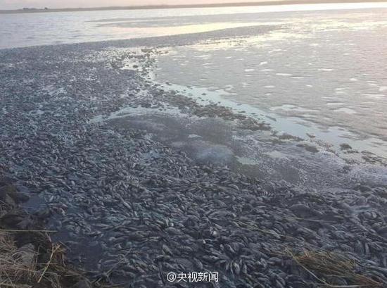 呼倫貝爾環(huán)保局公佈魚死亡調(diào)查結(jié)果:因越冬死亡