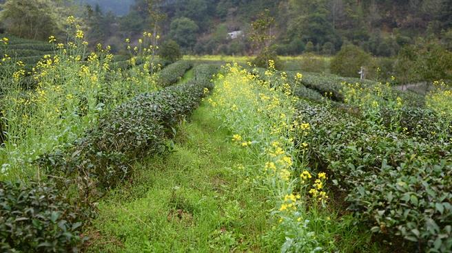 ▲燕子窠生態(tài)茶園