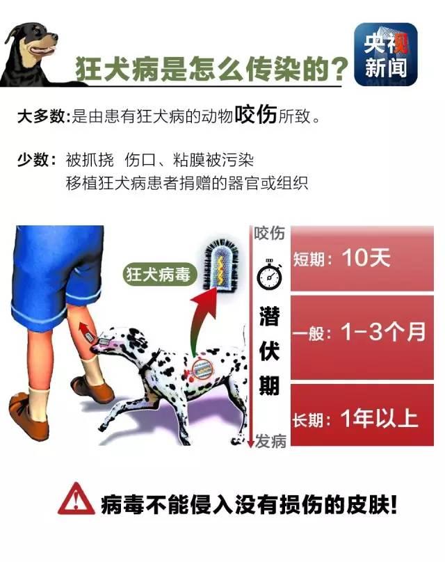 狂犬病致死率接近100%！了解這些知識(shí)讓你遠(yuǎn)離它！