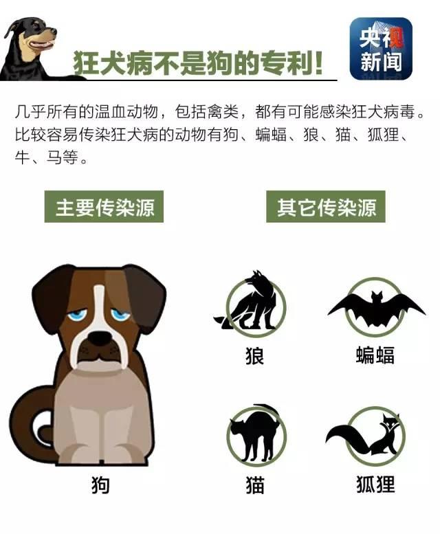 狂犬病致死率接近100%！了解這些知識(shí)讓你遠(yuǎn)離它！