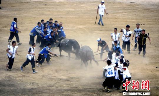 海內(nèi)外120頭“牛王”雲(yún)集貴州凱里爭150萬元獎金