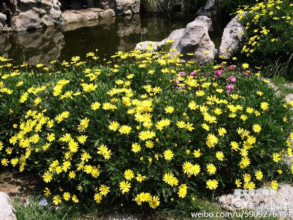 “採(cǎi)花大盜”們覬覦的黃金菊種植于上海迪士尼度假區(qū)。