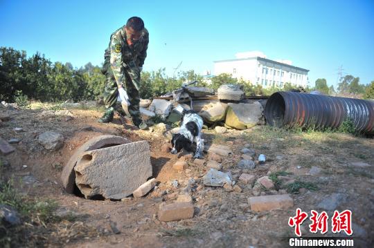 中國(guó)西南地區(qū)搜救犬昆明集訓(xùn)磨練“十八般武藝”